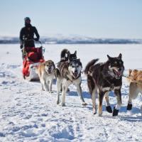 Russia - Slitta trainata dai cani
