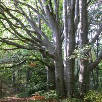 Foresta Regionale Gardesana - Archivio Fotografico ERSAF