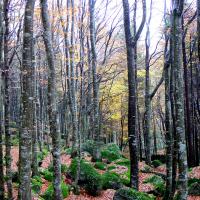 Foresta Regionale Val Masino - Archivio Fotografico ERSAF