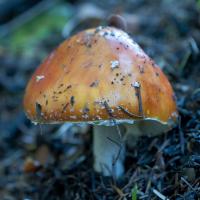 Fungo - Foresta Monte Amiata